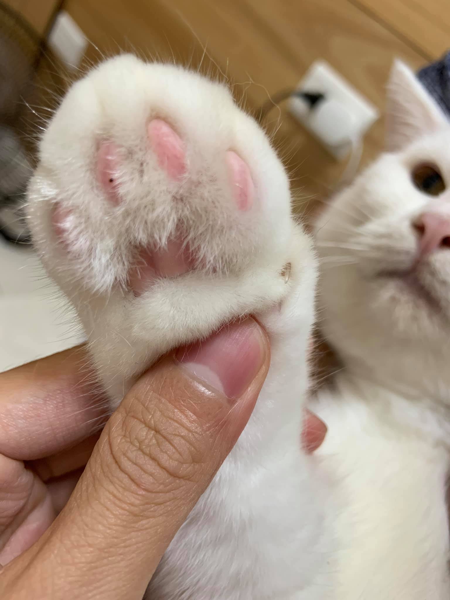 瓏爸的貓日常