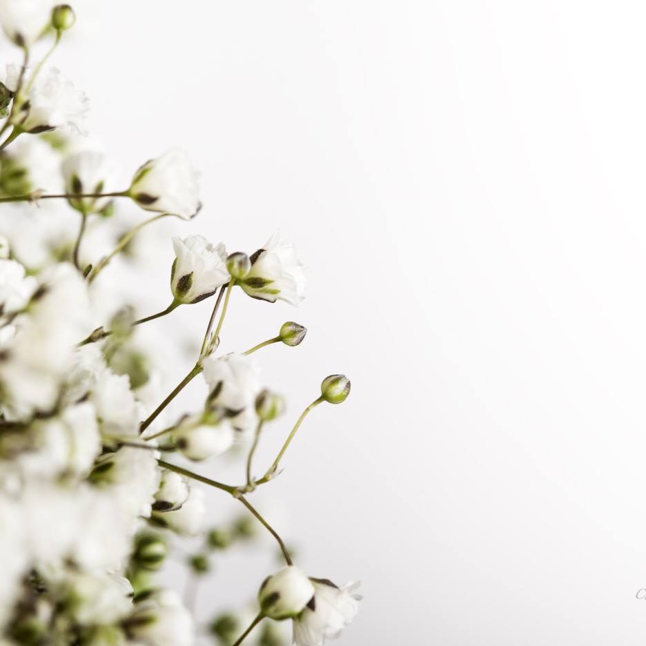 Baby's Breath 滿天星