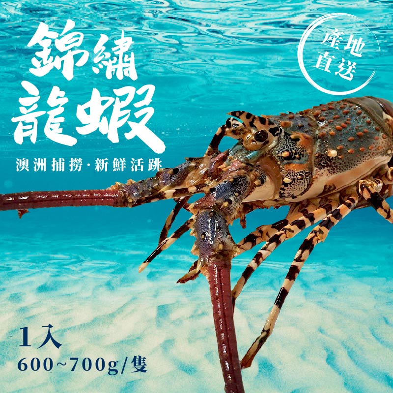 【創鮮選物】澳洲錦繡龍蝦(600-700g)