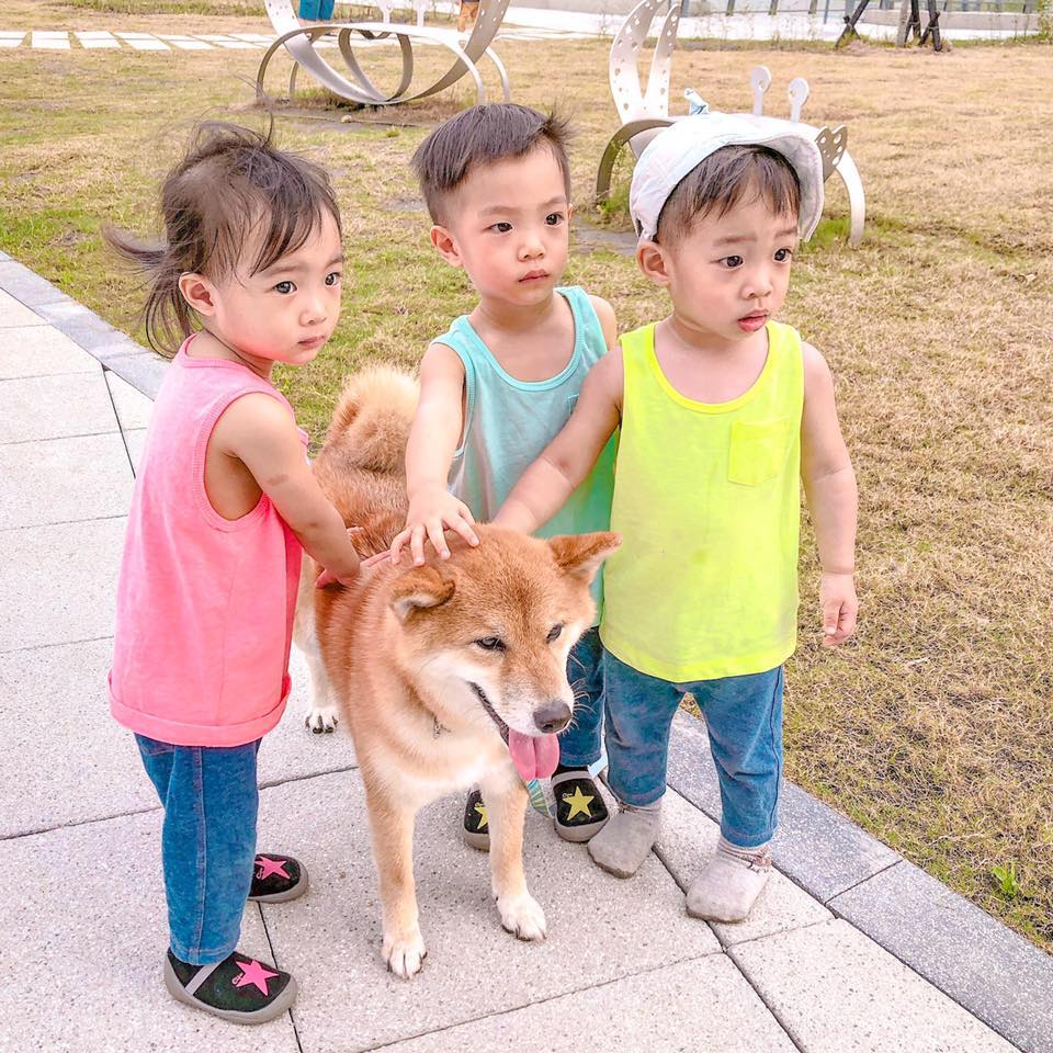 三胞胎-三寶飯 x 柴犬哥哥的日常