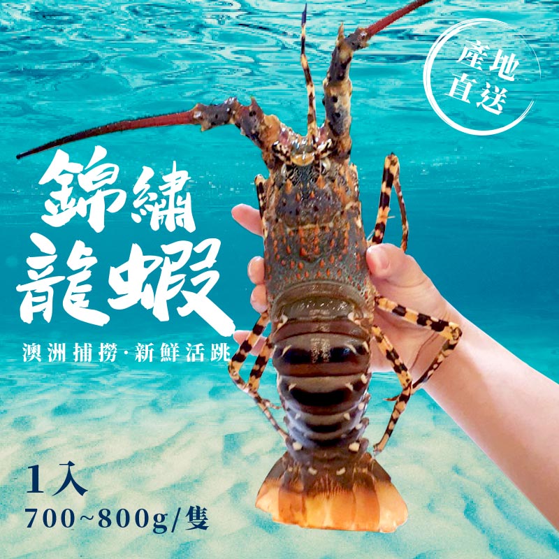 【九洋Nine Ocean】澳洲鮮活錦繡龍蝦(700-800g)